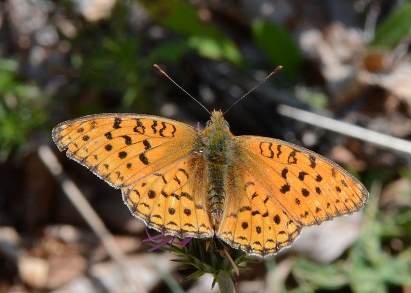 Argynnis in esame